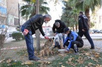 Kızıltepe'de Sokak Hayvanlarının Sağlık Kontrolleri Yapılıyor Haberi