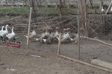 (Özel) Emekli Çiftçi Veysel Efe 'Ali Baba'nın Çiftliğini' Balıkesir'de Kurdu
