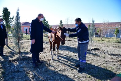 Sahibinden Kaçan Atın Yolu, Mamak Belediyesi Barınağı'na Düştü