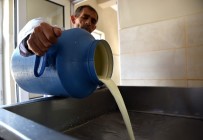 Günde 3 Ton Süt İşleniyor