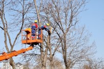 Kağıthane'de Ağaçların Budama İşlemleri Devam Ediyor