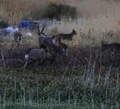 Karaleylek Kanyonu Çevresinde Yaban Keçi Sürüsü Görüntülendi