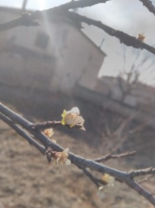Ocak Ayında Erik Ağacı Çiçek Açtı