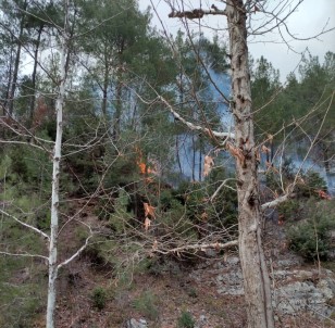 Osmaniye'de Orman Yangını