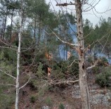 Osmaniye'de Orman Yangını Haberi