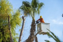 Sahildeki Palmiyeler Budanıyor