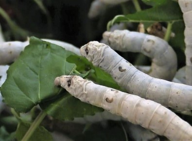 Bilecik'te İpek Kozasının Yüzde 70'İni İnhisar Üretiyor