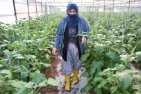 Serası Dolu Nedeniyle Zarar Gören Kadın Çiftçinin Tepkisi Açıklaması 'Patlıcan Pahalı Diyenler Şu Halimize Baksınlar' Haberi