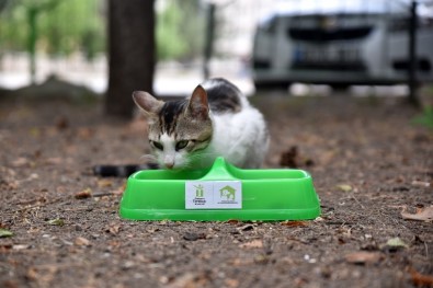 Sokak Hayvanları Sahipsiz Değil