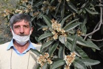 Tarsus'ta Yeni Dünya Ağaçları Çiçek Açtı