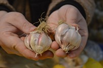 Sarımsak Alırken Dikkat