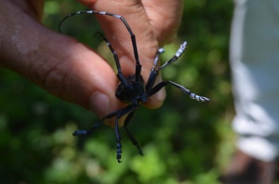 Turunçgil Uzun Antenli Böceği Trabzon'da Tarım Arazilerini Tehdit Etmeye Devam Ediyor