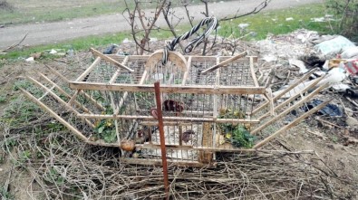 Tuzak Kurarak Saka Kuşu Avlayan İki Kişi Yakalandı