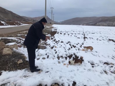 Bayburt'ta Sokak Hayvanları İçin Yiyecek Bırakıldı