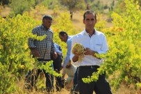 Bingöl'de Terörden Temizlenen Bölgeler Çiftçinin Yüzünü Güldürüyor