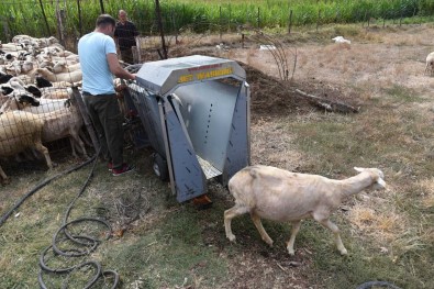 Büyüksehir'den Hayvan Üreticilerine Ilaçlama Destegi