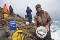 Hamsilos Balikçilarin Da Gözdesi