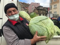 Kis Mevsiminin Gözdesi Bayburt Lahanasi Tezgâhlarda Yerini Aldi