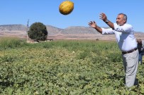 (Özel) Araban'da Ikinci Üründe Yüksek Rekolte Sevinci