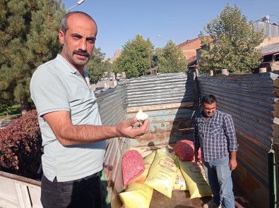 Elazig'da Çiftçilere Yüzde 75 Hibeli Sarimsak Tohumu Dagitildi