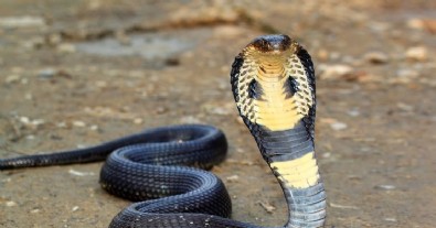 Hindistan'da akılalmaz olay! Bakın kobra yılanını neden kiralamış!