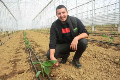 (Özel) Balikesir Muz Üretimi Ile Antalya Ve Mersin'e Rakip Olacak