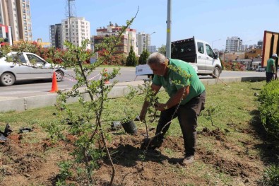 Toroslar Belediyesi, Ilçenin Çiçek Ve Bitkilerini Kendi Serasinda Yetistiriyor