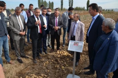 Yerli Ve Milli Patates Çiftçilere Tanitildi