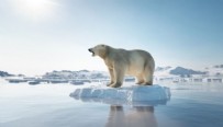 Arktik Deniz Buzu son 40 yılda yüzde 50 eridi