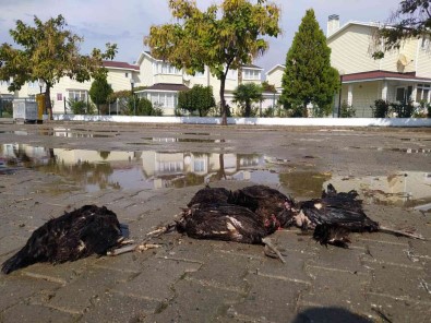 Enez'de Aç Kalan Köpekler 9 Tavuk Ve 1 Horozu Telef Etti
