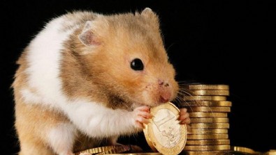 Hamster Coin Nedir? Hamster Coin nasıl alınır?