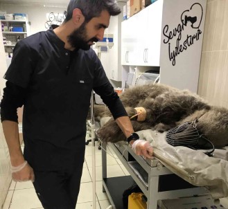 Otomobil Çarpan Ayi Tedavi Altina Alindi