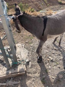 Çaydanliga Ayagi Sikisan Esegi Itfaiye Ekipleri Kurtardi