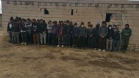 Van'da 164 Düzensiz Kaçak Göçmen Yakalandi