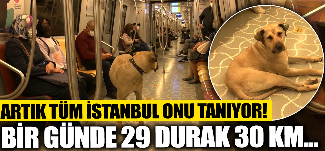 Artık tüm İstanbul onu tanıyor! Boji'nin inanılmaz yolculuğu: Bir günde 29 durak, 30 kilometre