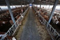 Çoban olarak işe başladı şimdi çiftlik sahibi