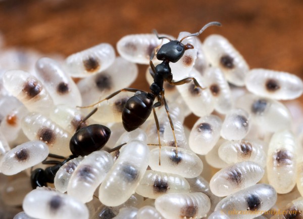 Karınca Yumurtası Yağı Nedir? Karınca Yumurtası Yağı Nasıl Kullanılır?