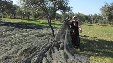 (Özel) Balikesir'de Zeytin Hasadi Binlerce Vatandasa Ekmek Kapisi Oldu