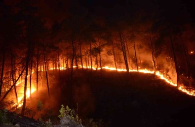 (Özel) Bursa'da 7,5 Milyon Fidan Toprakla Bulusacak