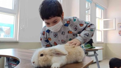 Tavsan Ve Ördek Derse Gird
