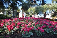 Bursa Kisin Da Çiçek Bahçesi