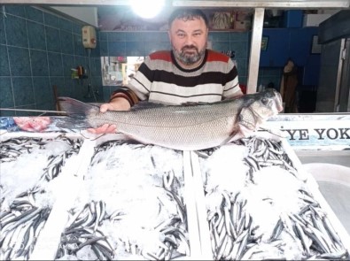 Türkeli'de 7 Kiloluk Levrek Yakalandi