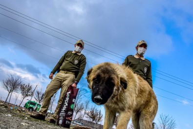 Çevre, Doga Ve Hayvanlari Koruma Polisleri 'Dilsiz Canlari' Yalniz Birakmiyor