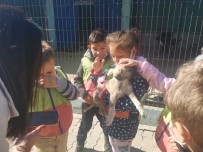 Hayvan Bakimevi Genç Ve Minik Hayvanseverleri Agirladi