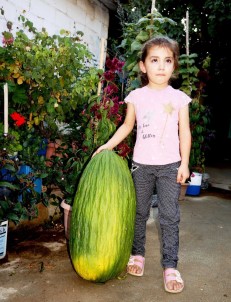 Manisa'da 14 Kiloluk Devasa Acur Ilgi Odagi Oldu