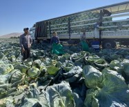 Nigde'de Ilk Kez Beyaz Lahana Ihracati