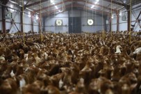 Ordu'da Tavukçuluk Sektörü Büyüyor