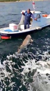 Teknenin Yari Boyunda Köpek Baligi Avladi