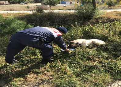 Jandarma Sokak Hayvanlarina Sefkat Eli