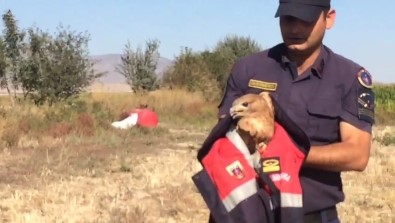 Jandarmadan Yarali Kartala Sefkat Eli